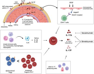 The IL-17 pathway as a target in giant cell arteritis